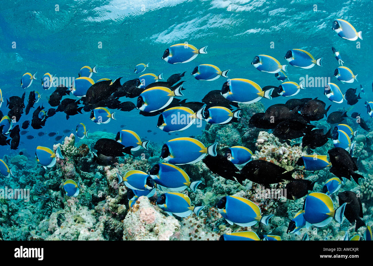 La scolarizzazione Surgeonfishes blu polvere codolo Acanthurus leucosternon Maldive Oceano Indiano Meemu Atoll Foto Stock
