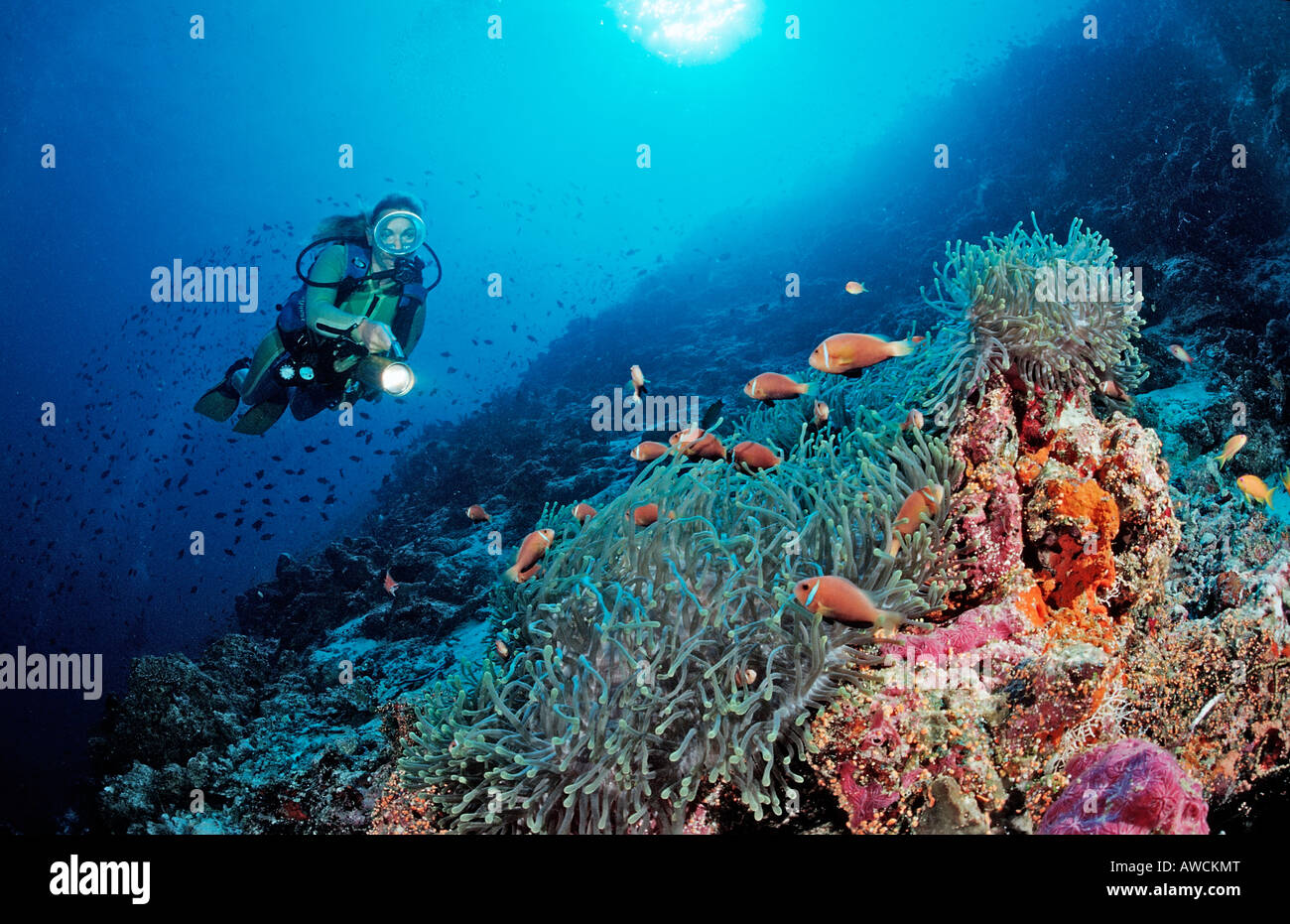 Subacqueo e Maldive Anemonefishes Amphiprion nigripes Maldive Oceano Indiano Meemu Atoll Foto Stock