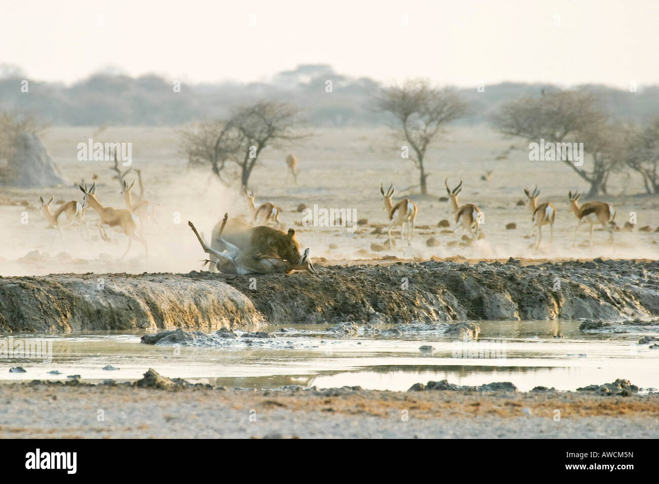 Leonessa di caccia (Panthera leo) con un springbok (Antidorcas marsupialis), Nxai Pan, tegami di Makgadikgadi National Park, Botswana, Foto Stock