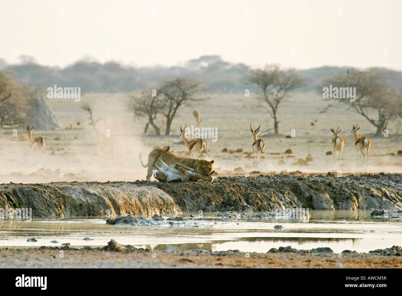 Leonessa di caccia (Panthera leo) con un springbok (Antidorcas marsupialis), Nxai Pan, tegami di Makgadikgadi National Park, Botswana, Foto Stock