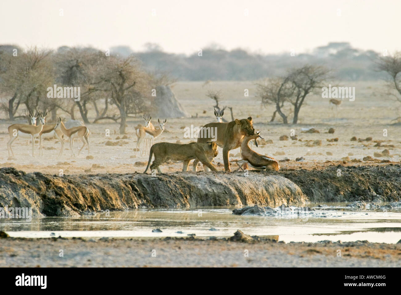 Leonessa di caccia (Panthera leo) con coppe e un ucciso springbok (Antidorcas marsupialis), Nxai Pan, tegami di Makgadikgadi National Foto Stock