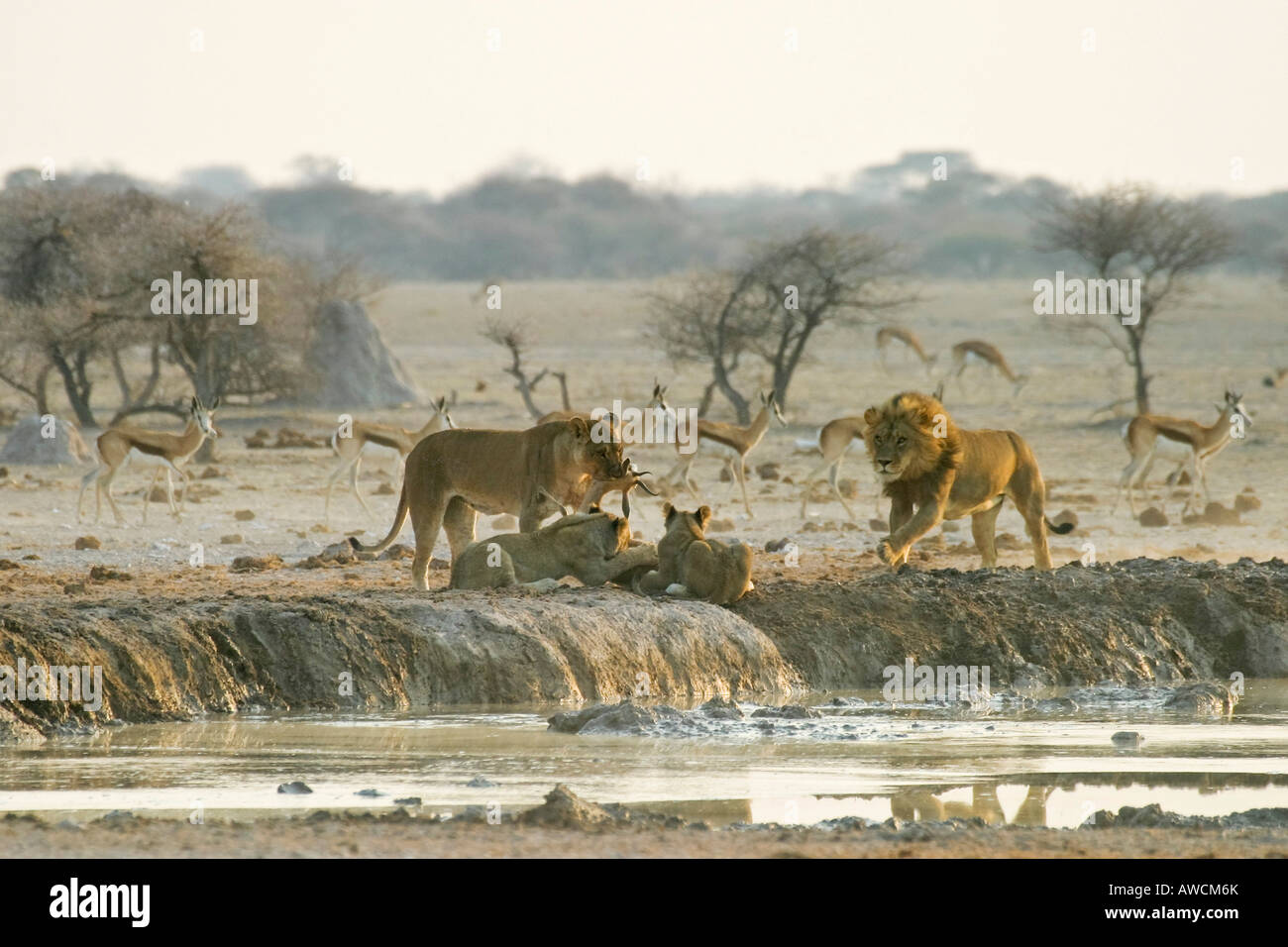 I Lions di caccia (Panthera leo) con springbok (Antidorcas marsupialis), Nxai Pan, tegami di Makgadikgadi National Park, Botswana, Afri Foto Stock