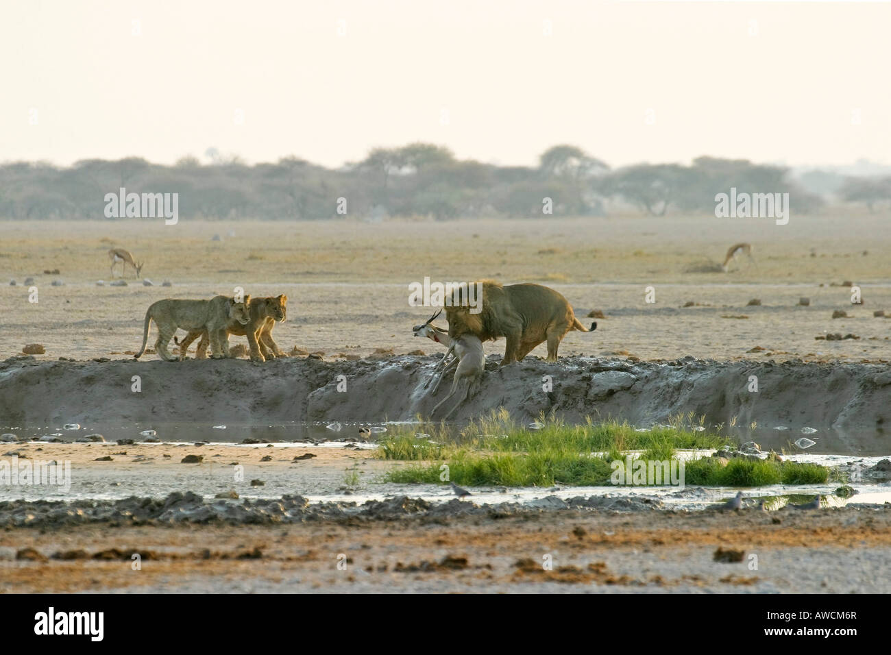 Caccia Lion (Panthera leo) con con coppe e un ucciso springbok (Antidorcas marsupialis), Nxai Pan, tegami di Makgadikgadi Nationa Foto Stock