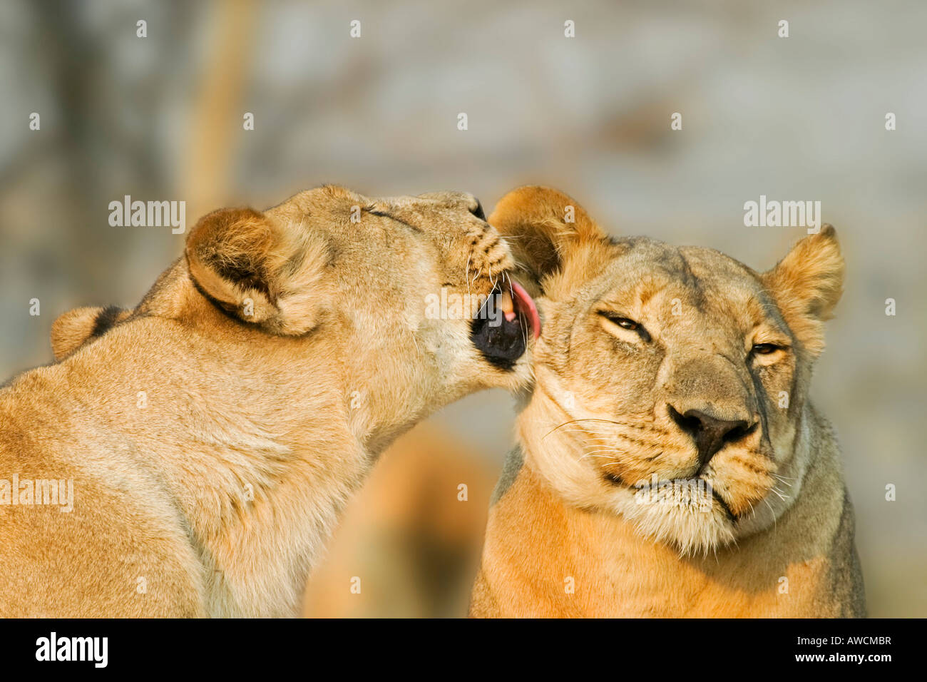 Leonesse (Panthera leo) sono leccare uno un altro, Savuti, Chobe National Park, Botswana, Africa Foto Stock