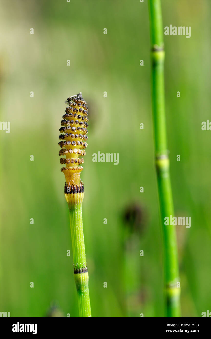 Acqua Equiseto Equiseto fluviatile Cornwall Estate 2005 Foto Stock