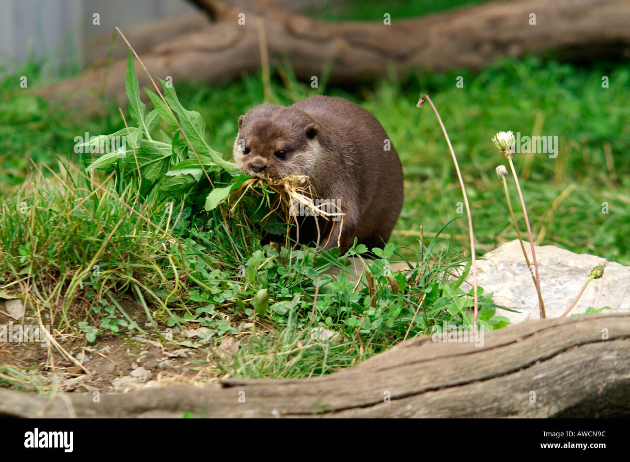 Asian breve artigliato otter la raccolta di vegetazione per nidificare 2004 Foto Stock