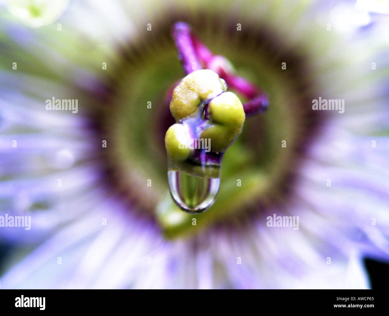 Gocce di pioggia appeso il fiore stame di una pianta rampicante con un viola e verde fiore bianco Foto Stock