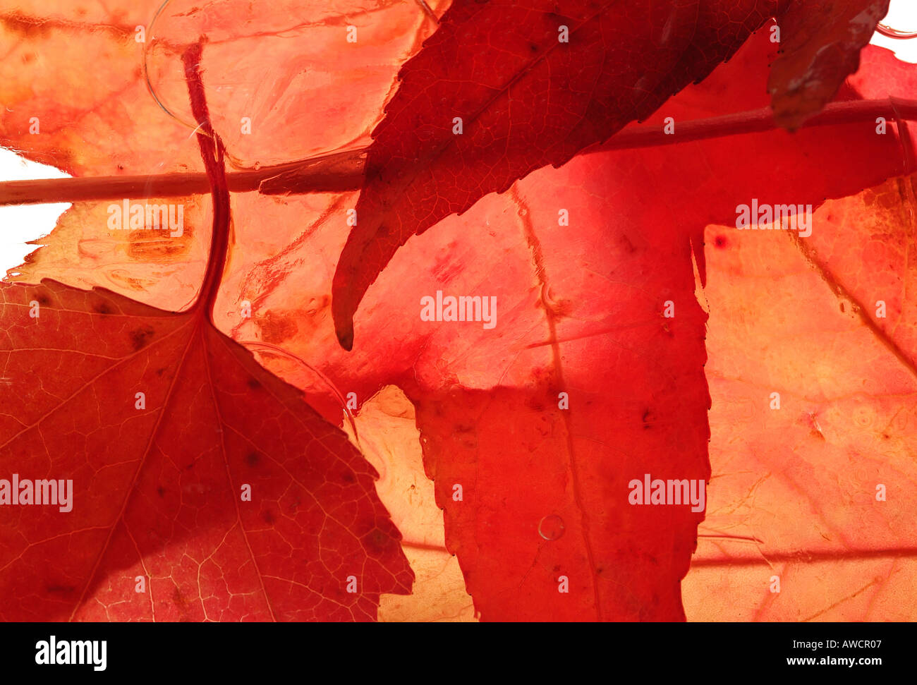 Close up di aceri rossi sospesa in ghiaccio Foto Stock