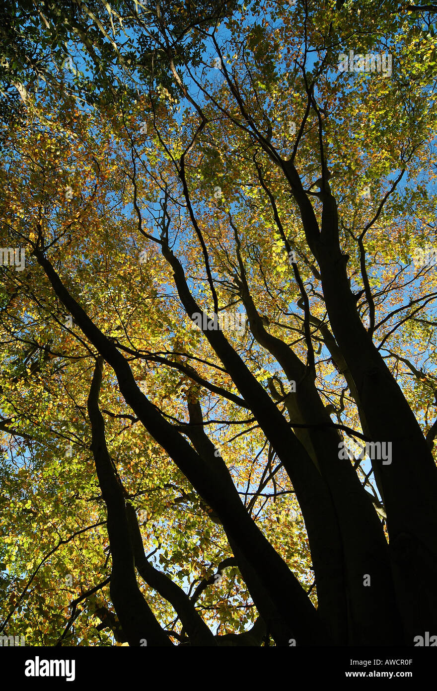 alberi d'autunno retroilluminati in boschi, norfolk, inghilterra Foto Stock