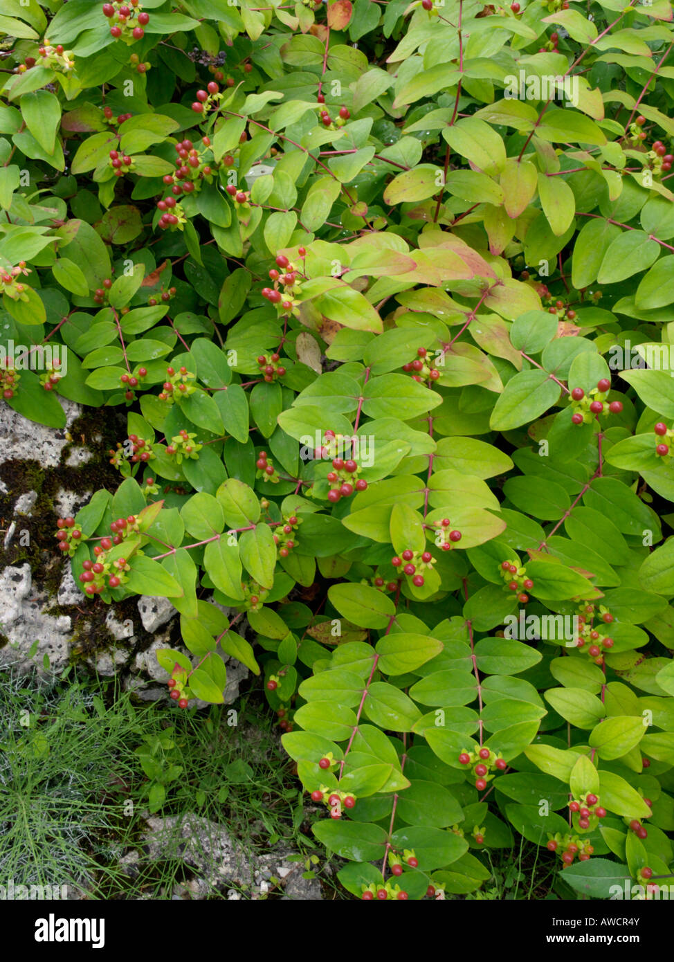 Tutsan (Hypericum androsaemum) Foto Stock