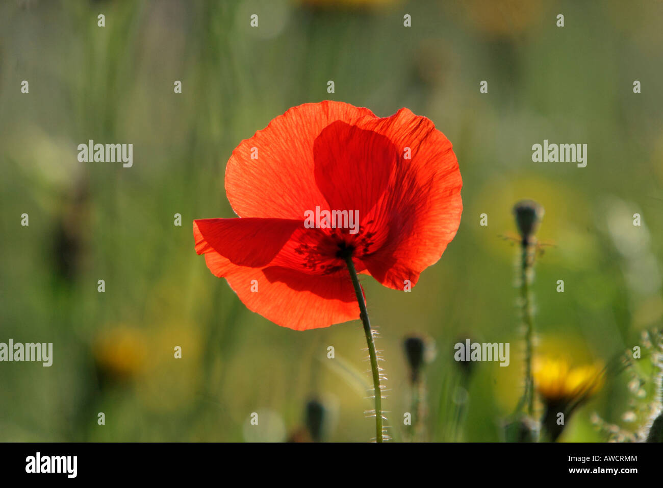 Fiore del papavero Foto Stock