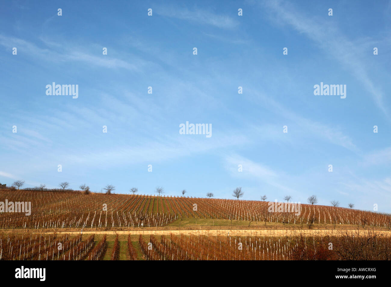 Vigneti in inverno, Palatinato, Renania-Palatinato, Germania, Europa Foto Stock