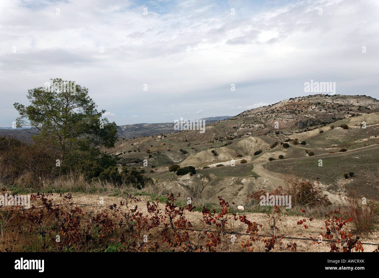 Vigneti, Monti Troodos, Cipro, Mediterraneo, Europa Foto Stock