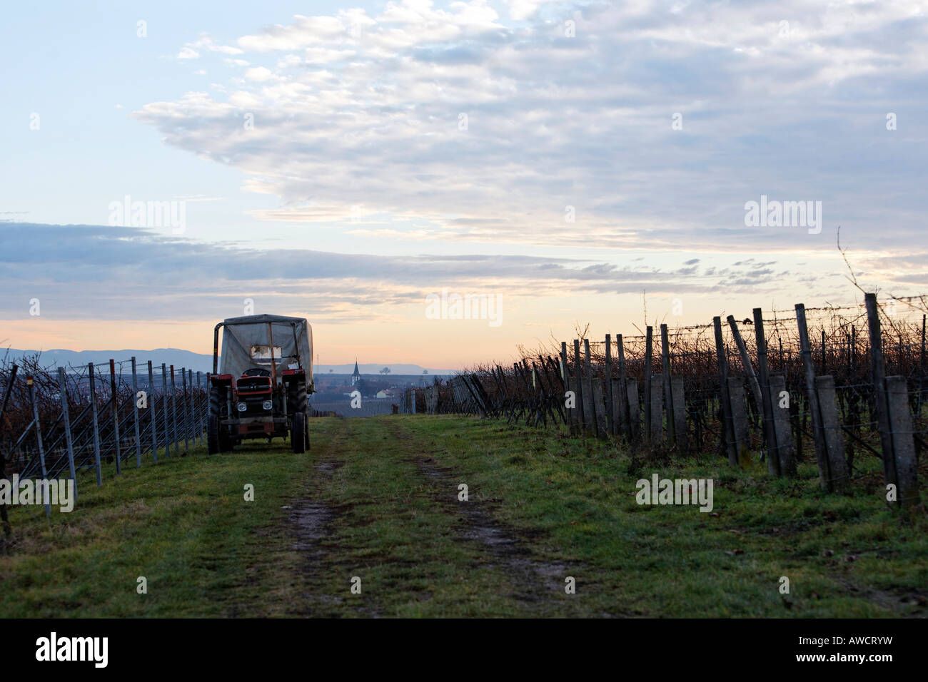 Una notte d'inverno nei vigneti vicino Moerzheim, sud della regione del Palatinato, Renania-Palatinato, Germania, Europa Foto Stock