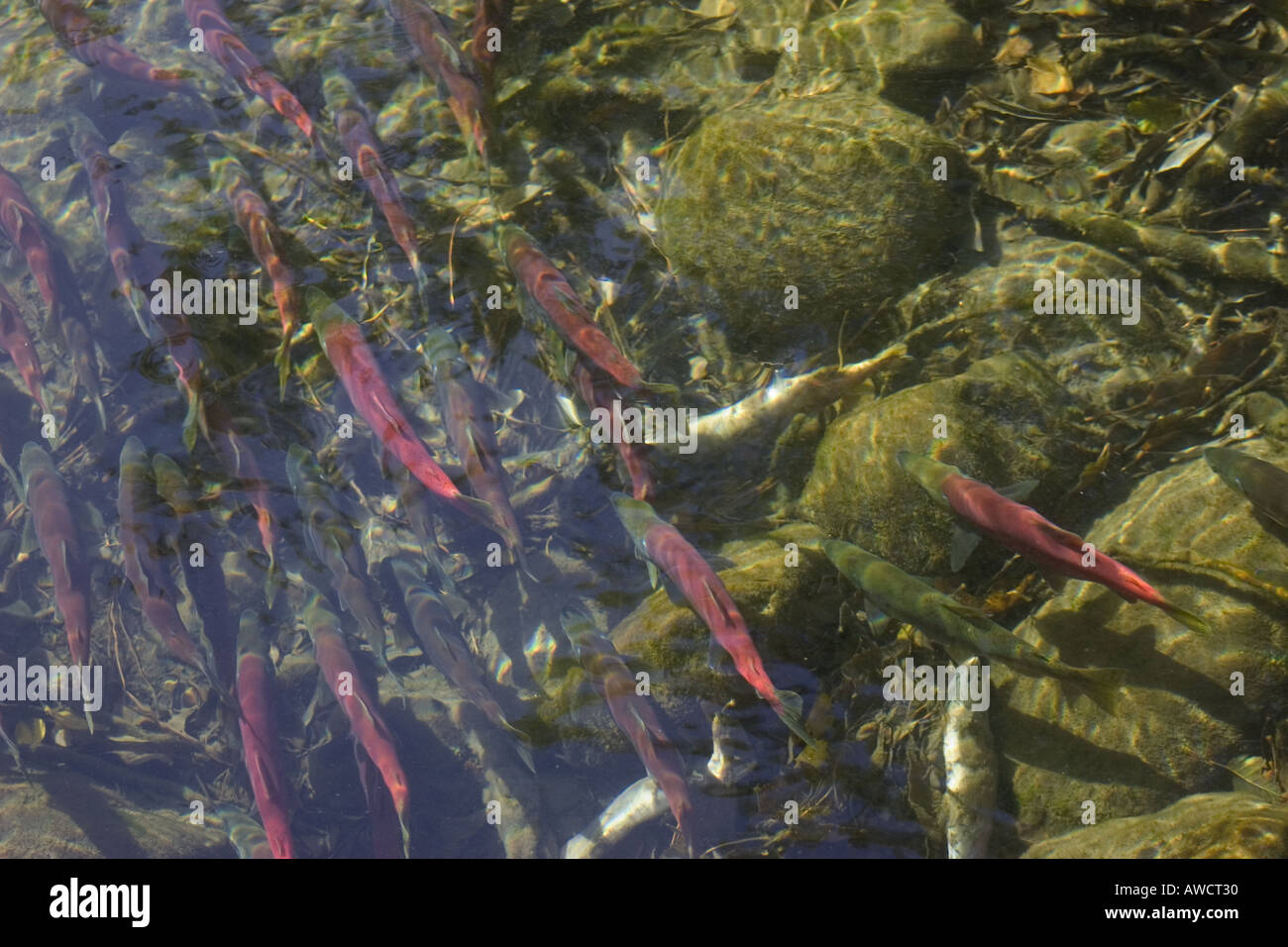 Il Salmone Kokanee salmone che si riproduce, Lake Tahoe, California Foto Stock