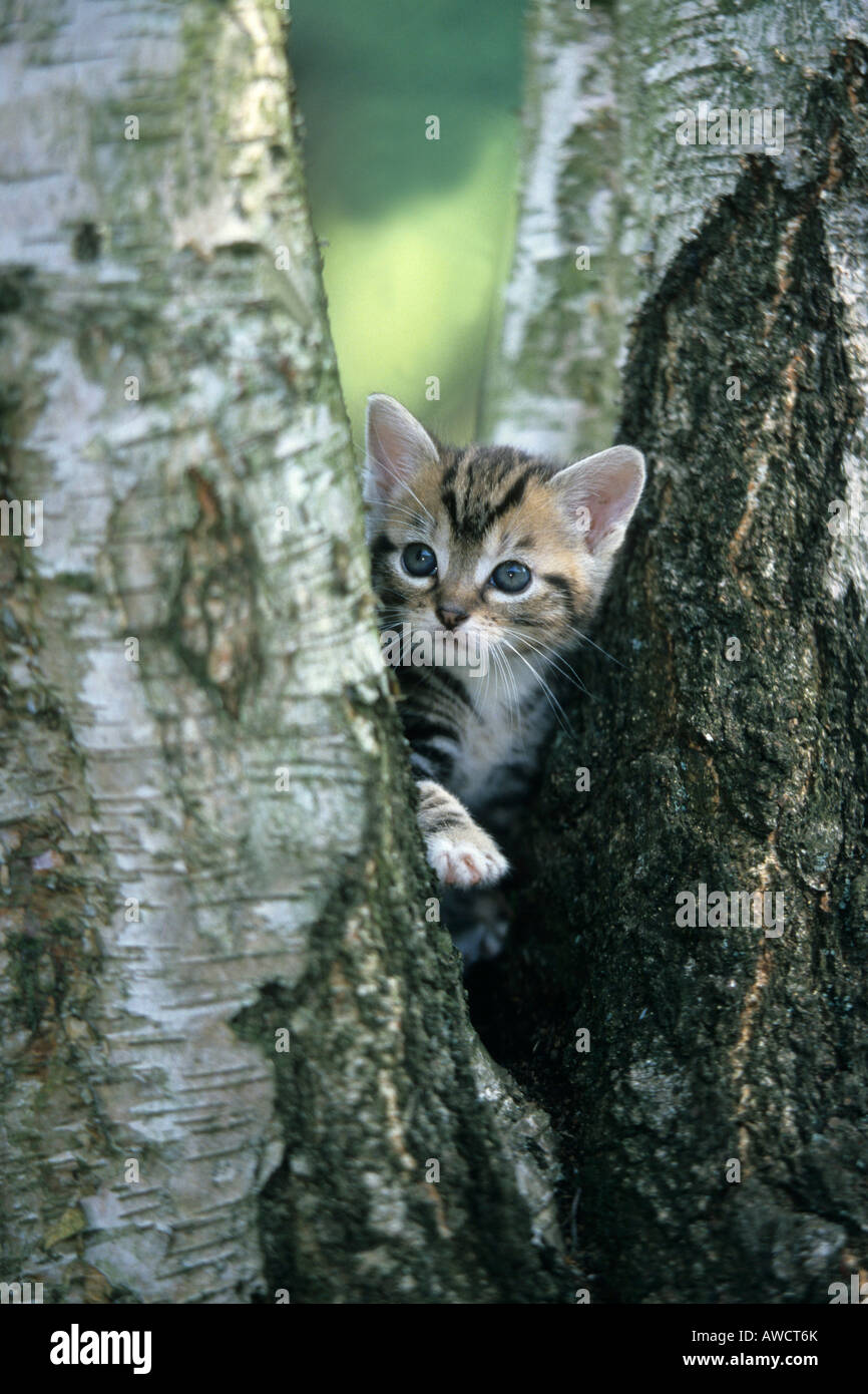 Tabby cat (Felis silvestris catus) Foto Stock