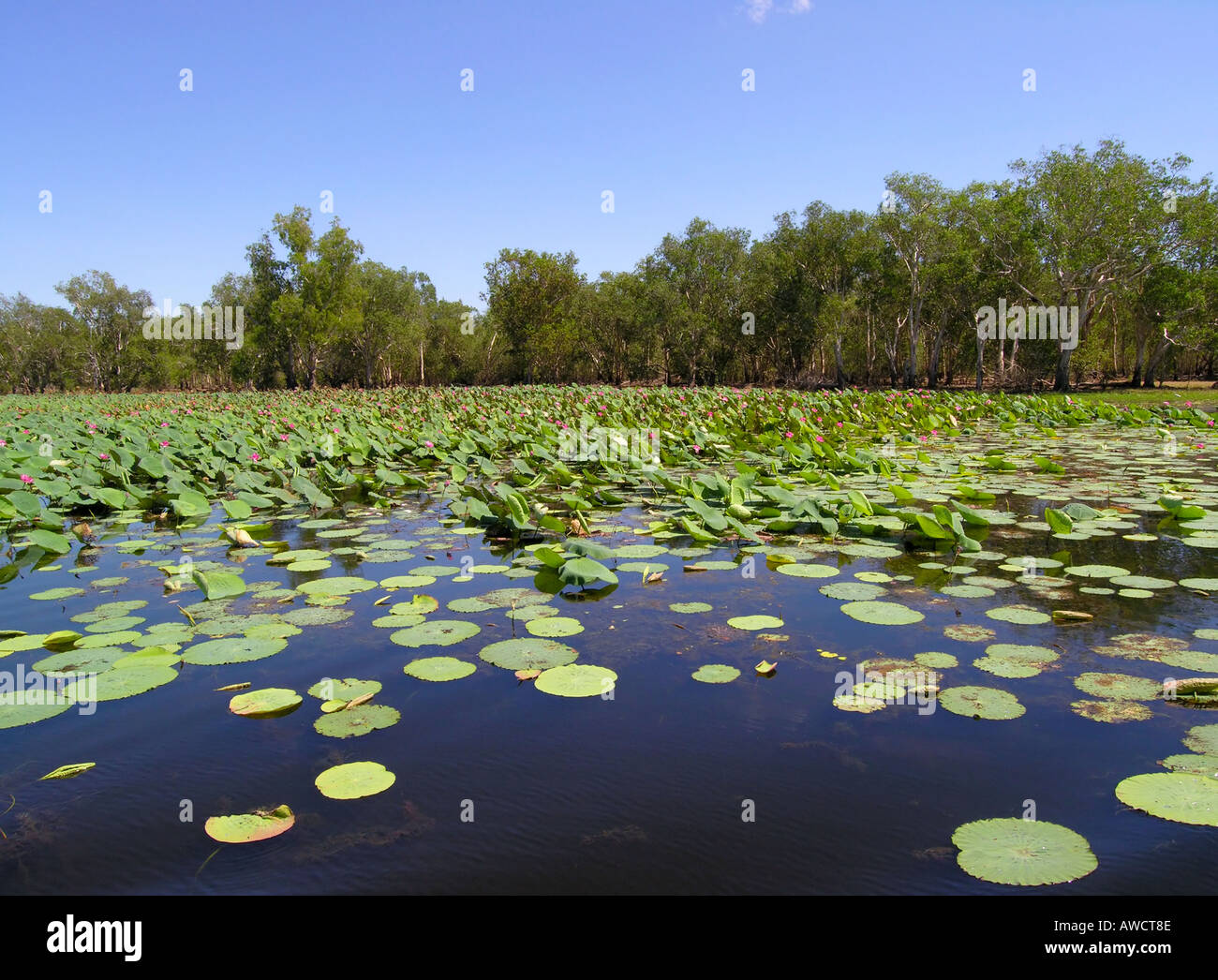 Red Lotus lily, del fiume giallo, il parco nazionale Kakadu Foto Stock
