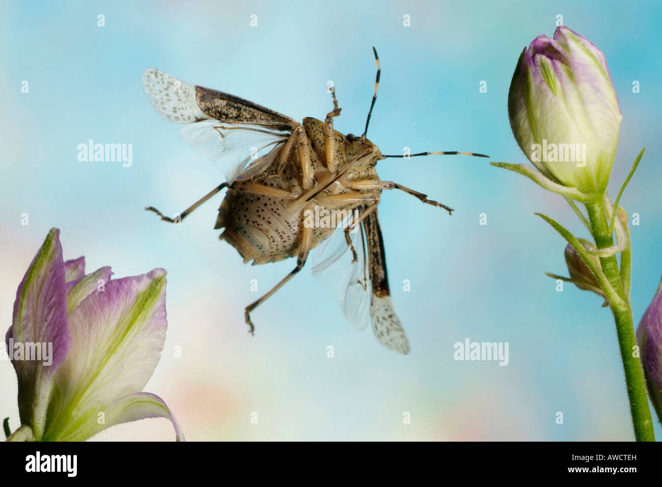 Spined Soldier Bug o Stink Bug (Rhaphigaster nebulosa) Foto Stock