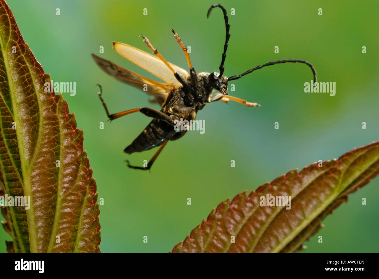 Longhorn Beetle (Leptura rubra) Foto Stock