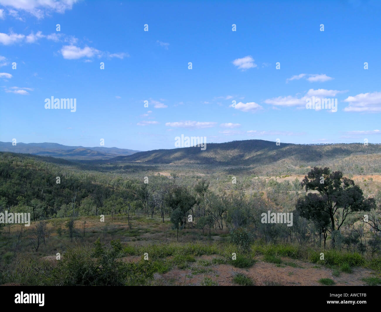 Drummond gamma, Australia Foto Stock