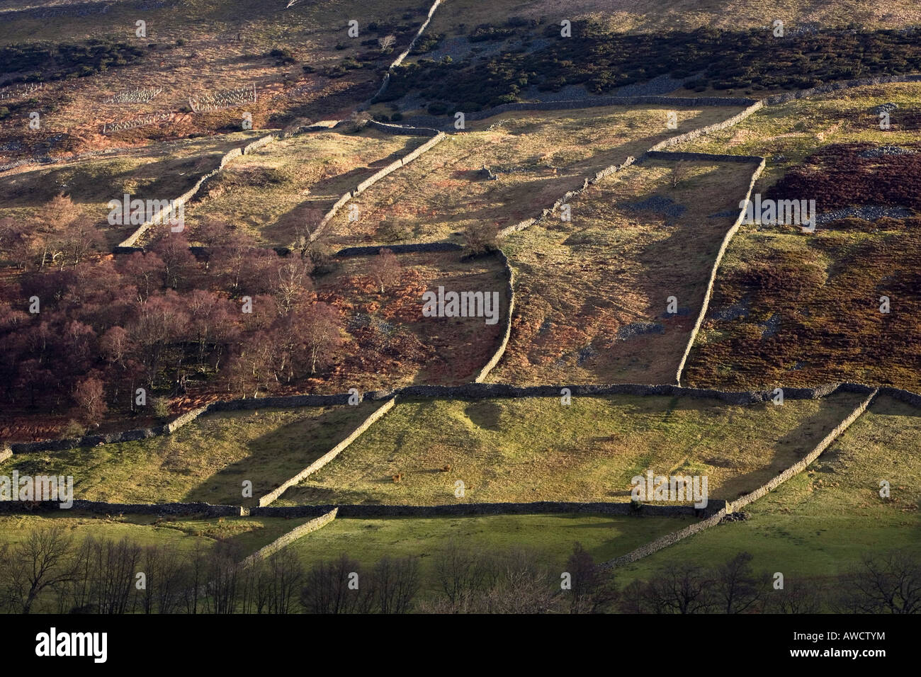 Muri in pietra a secco e i campi, Melbecks Moor Yorkshire Dales Thwaite Inghilterra Foto Stock