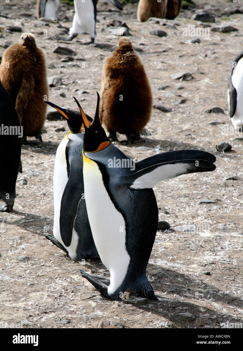 Re pinguini sbattimenti loro tozze ali Foto Stock