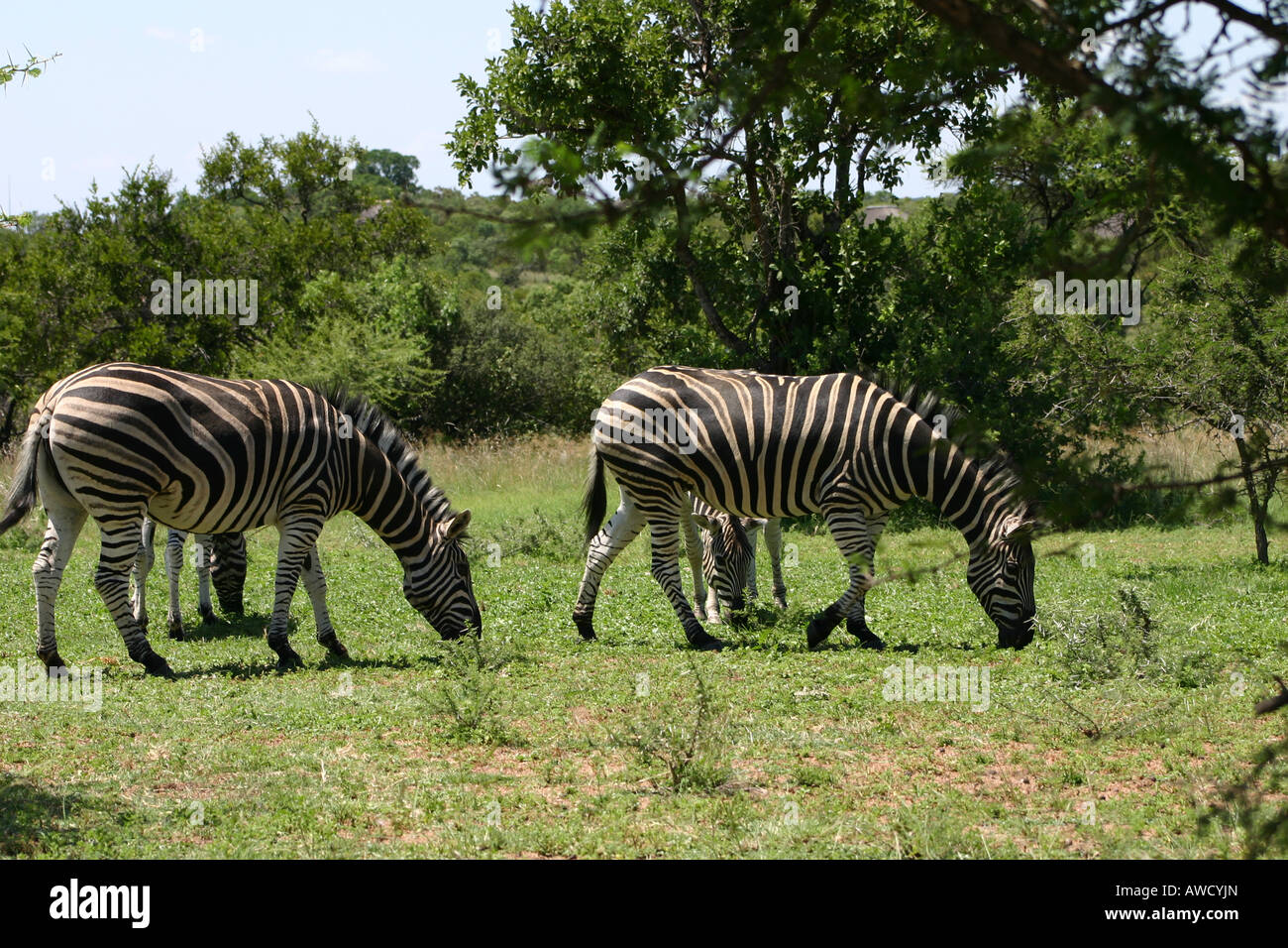 Gruppo familiare di pianura zebre Foto Stock