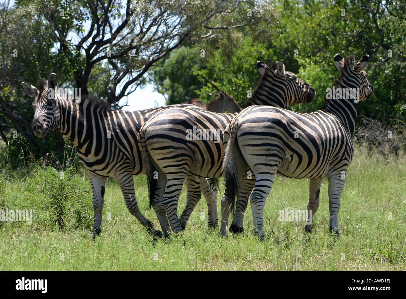 Gruppo familiare di pianura zebre Foto Stock