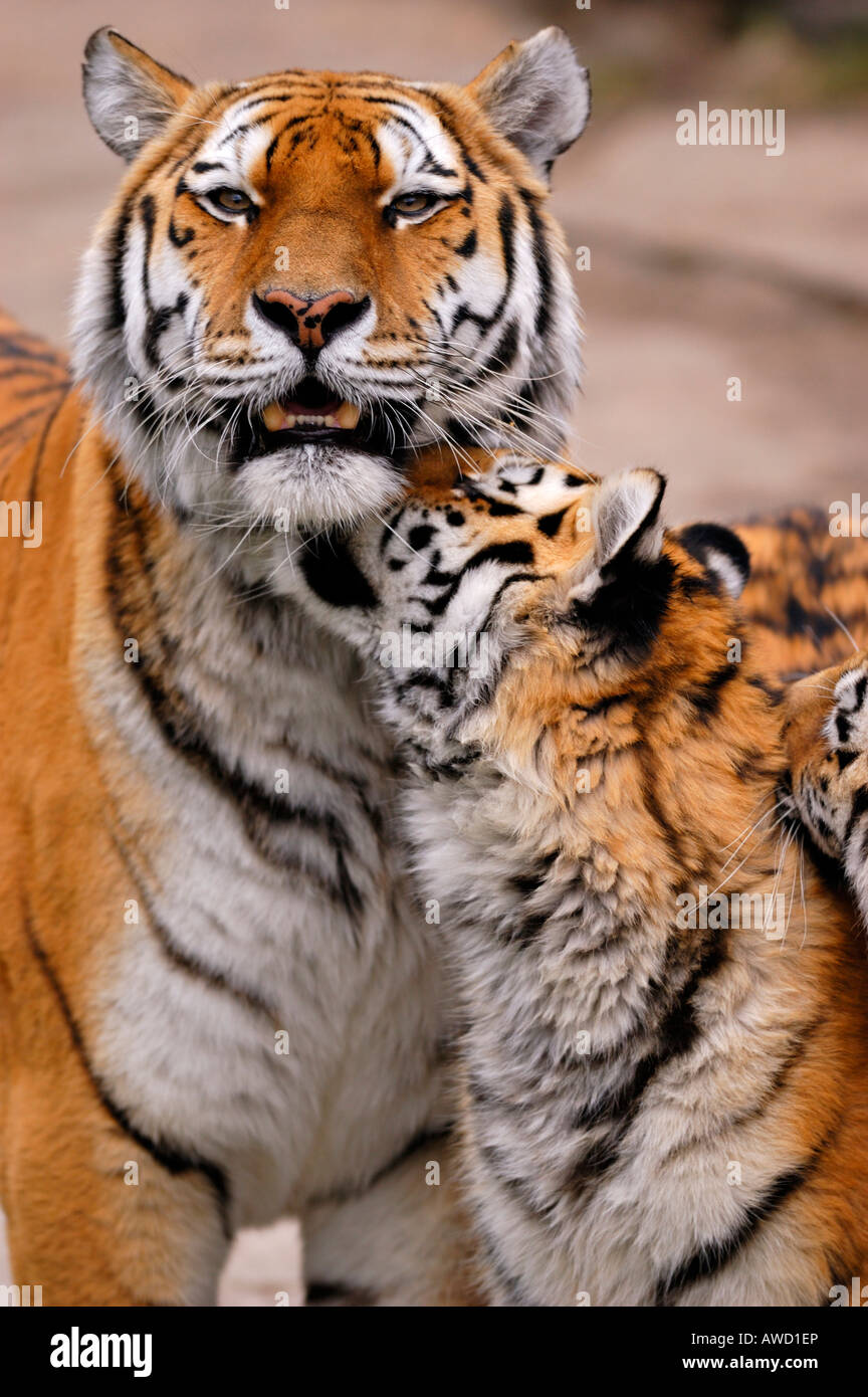 Tigre Siberiana (Panthera tigris altaica), tigre con cucciolo Foto Stock