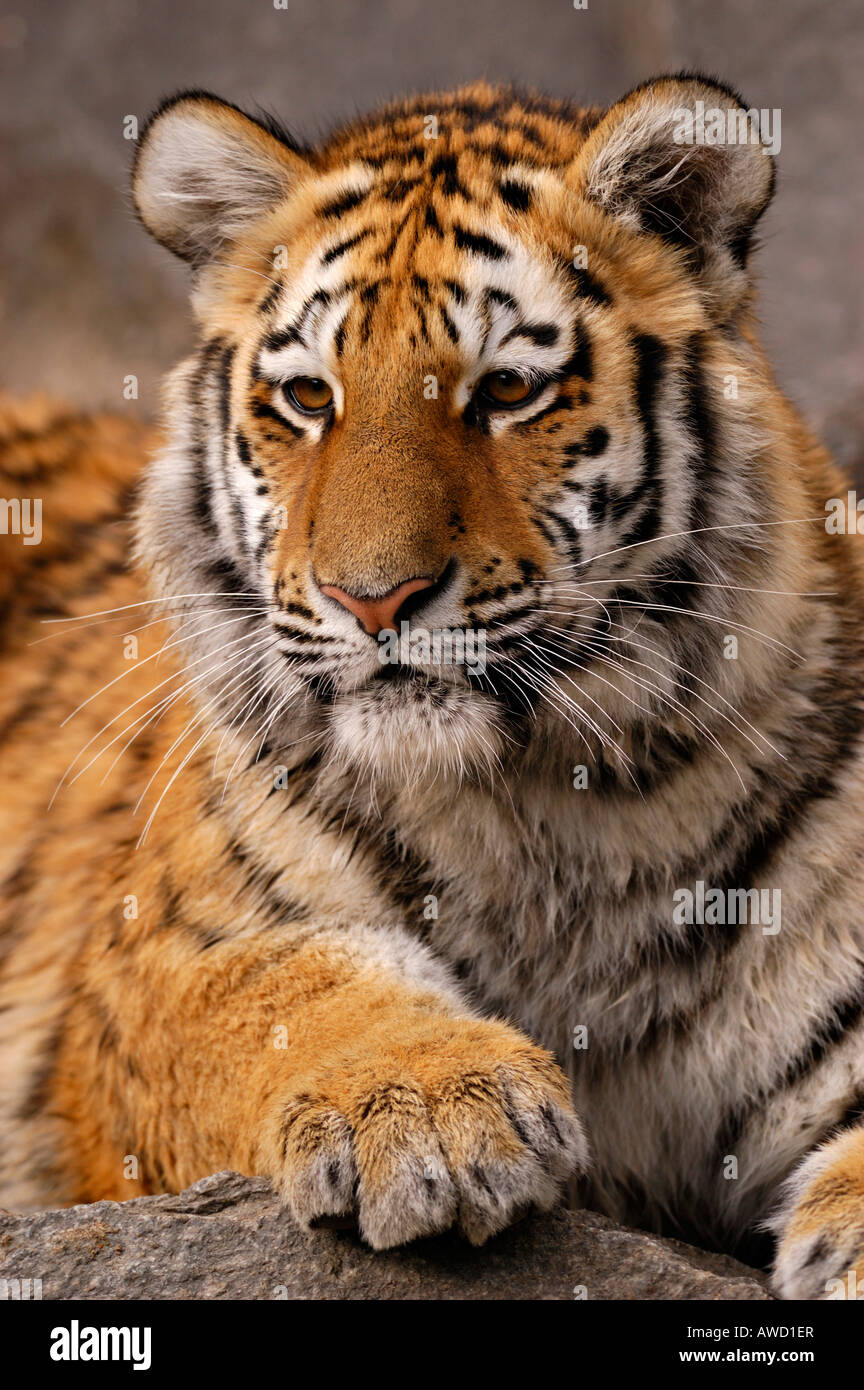 Tigre Siberiana (Panthera tigris altaica), cub Foto Stock