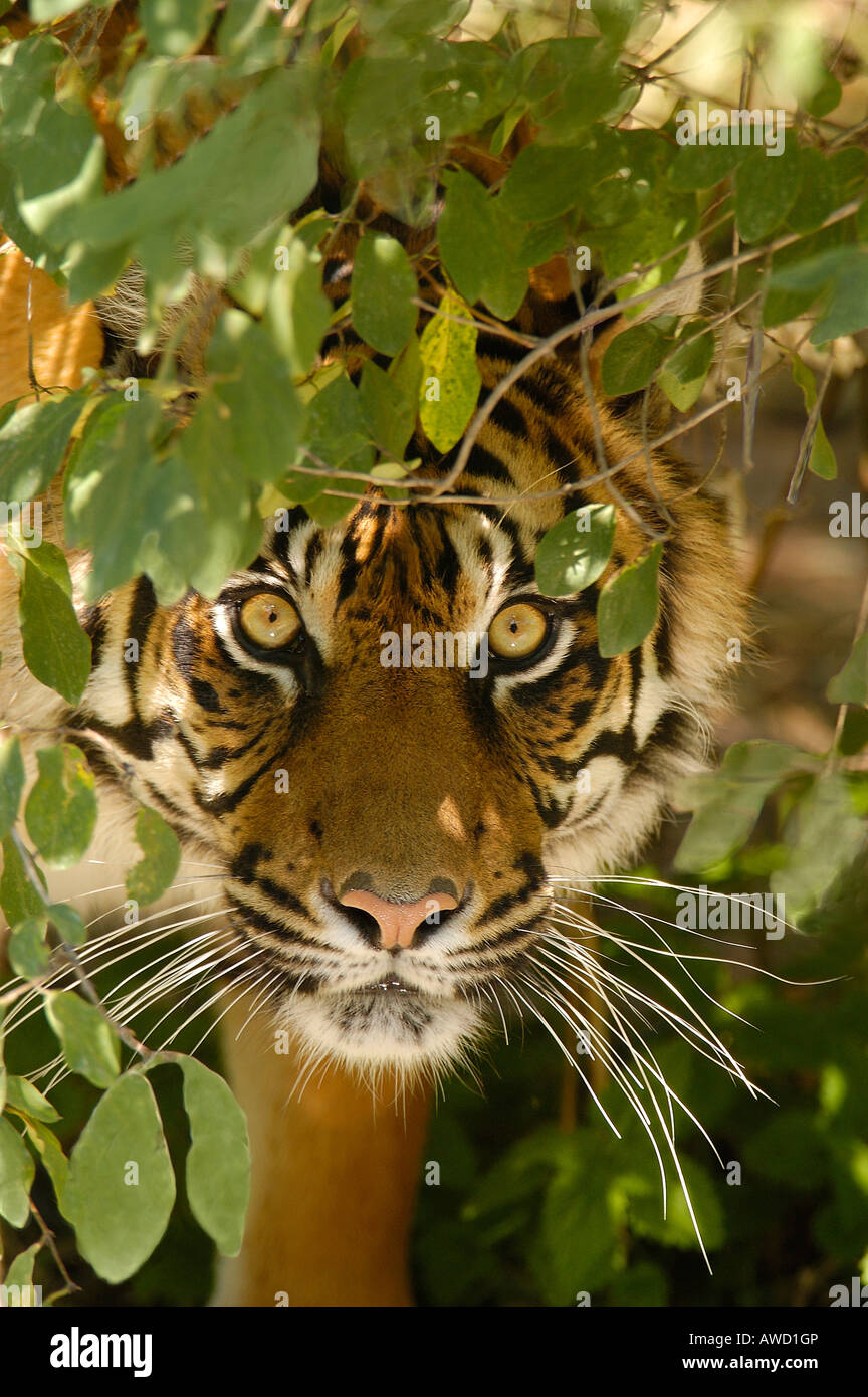 La tigre di Sumatra (Panthera tigris sumatrae), ritratto Foto Stock