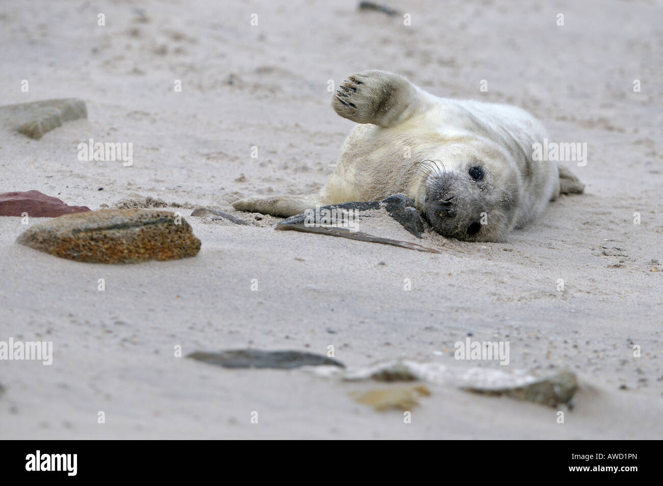 Guarnizione grigio (Halichoerus grypus), giovani giocando Foto Stock