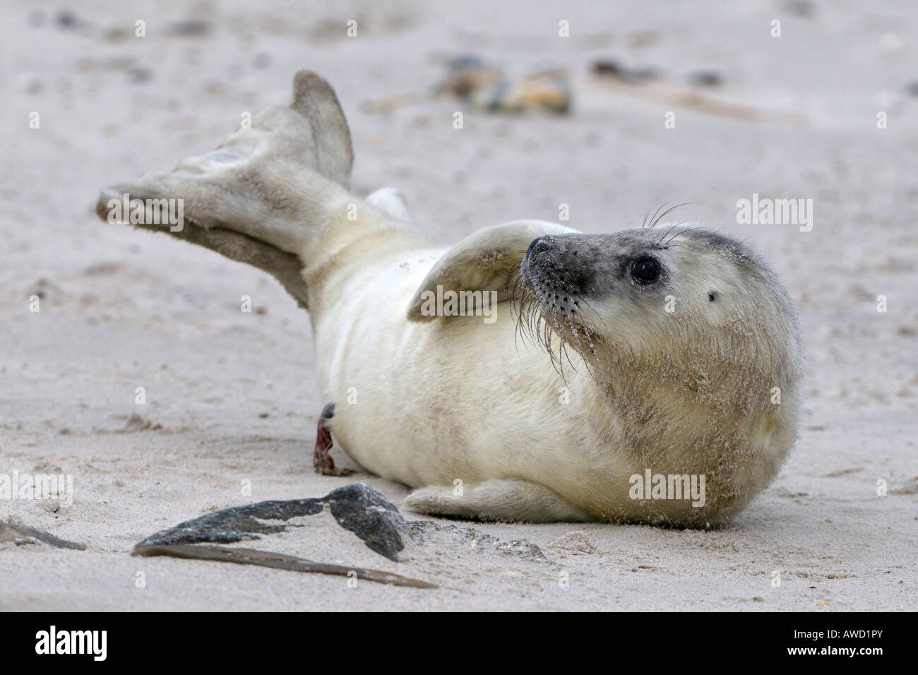 Guarnizione grigio (Halichoerus grypus), giovani giocando Foto Stock