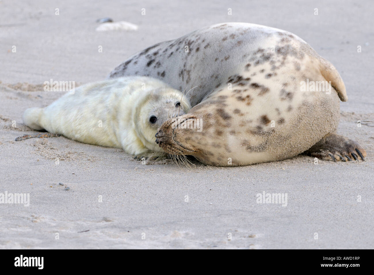 Guarnizione grigio (Halichoerus grypus), femmina con giovani coccole Foto Stock