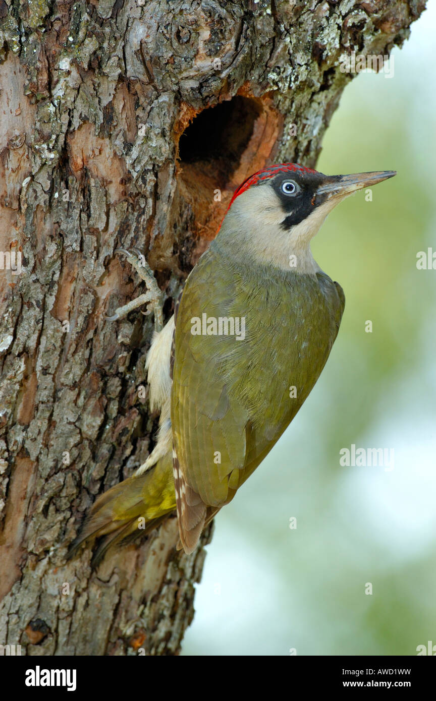 Picchio verde, (Picus viridis) maschio davanti al foro di nesting Foto Stock