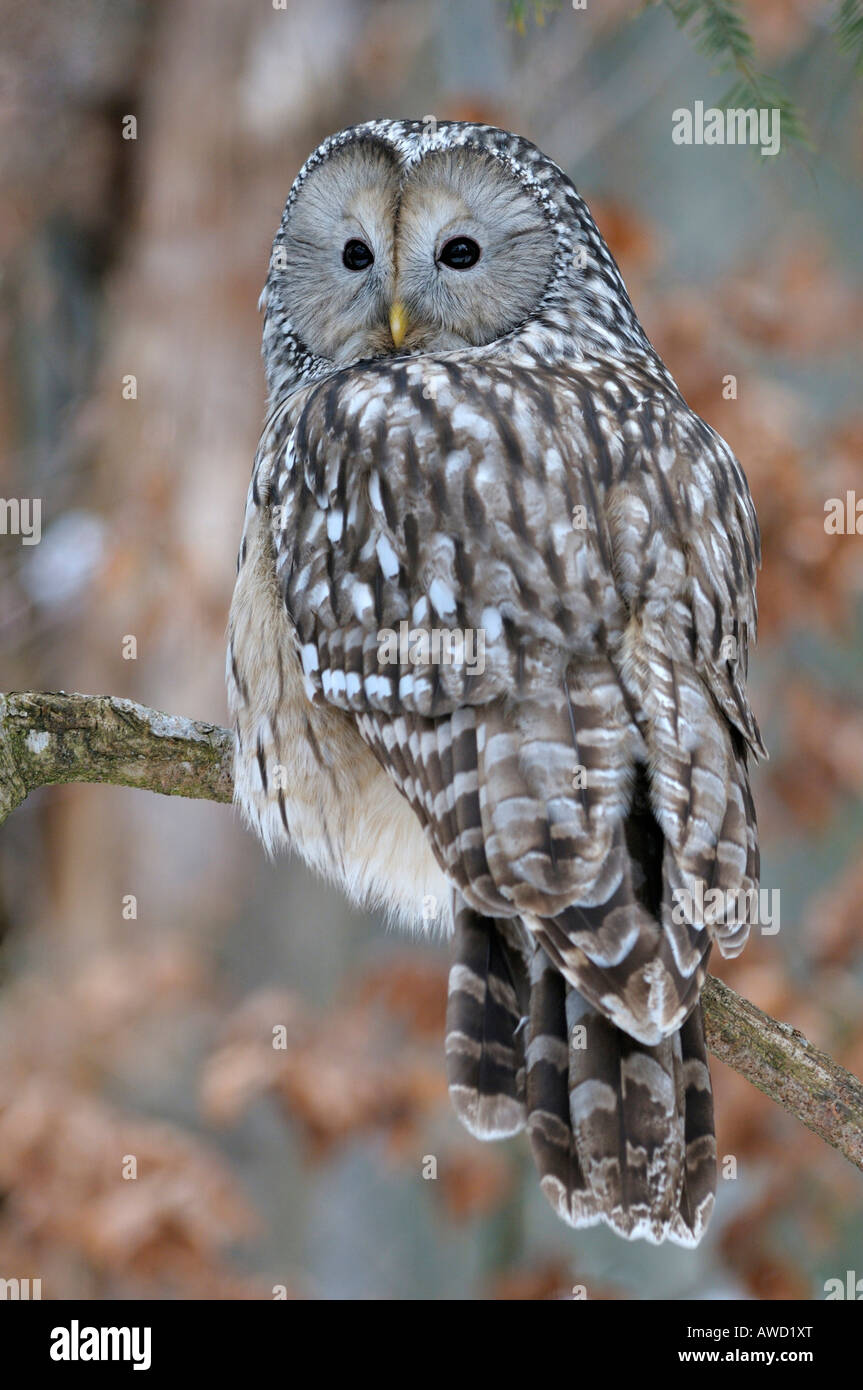 Ural allocco (Strix uralensis) arroccato, Foresta Bavarese, in Baviera, Germania, Europa Foto Stock