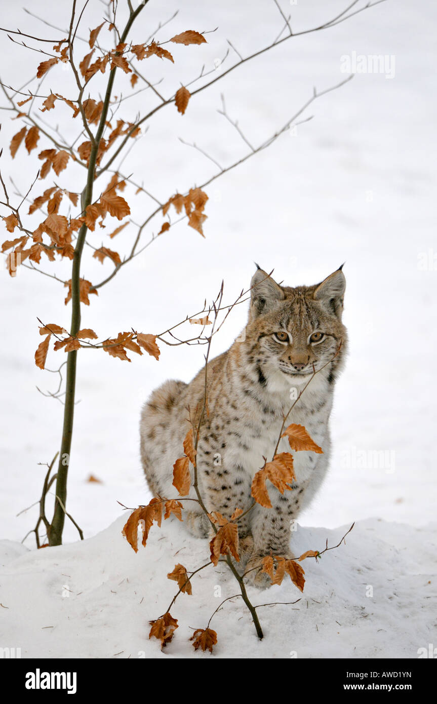 Eurasian (Lynx Lynx lynx) cub nella neve, Foresta Bavarese, in Baviera, Germania, Europa Foto Stock