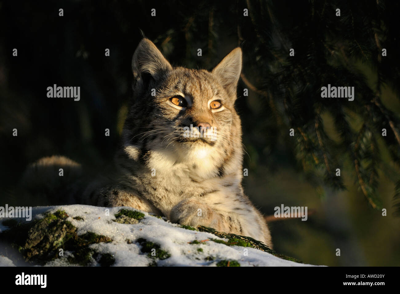 Eurasian (Lynx Lynx lynx) cub, Foresta Bavarese, in Baviera, Germania, Europa Foto Stock