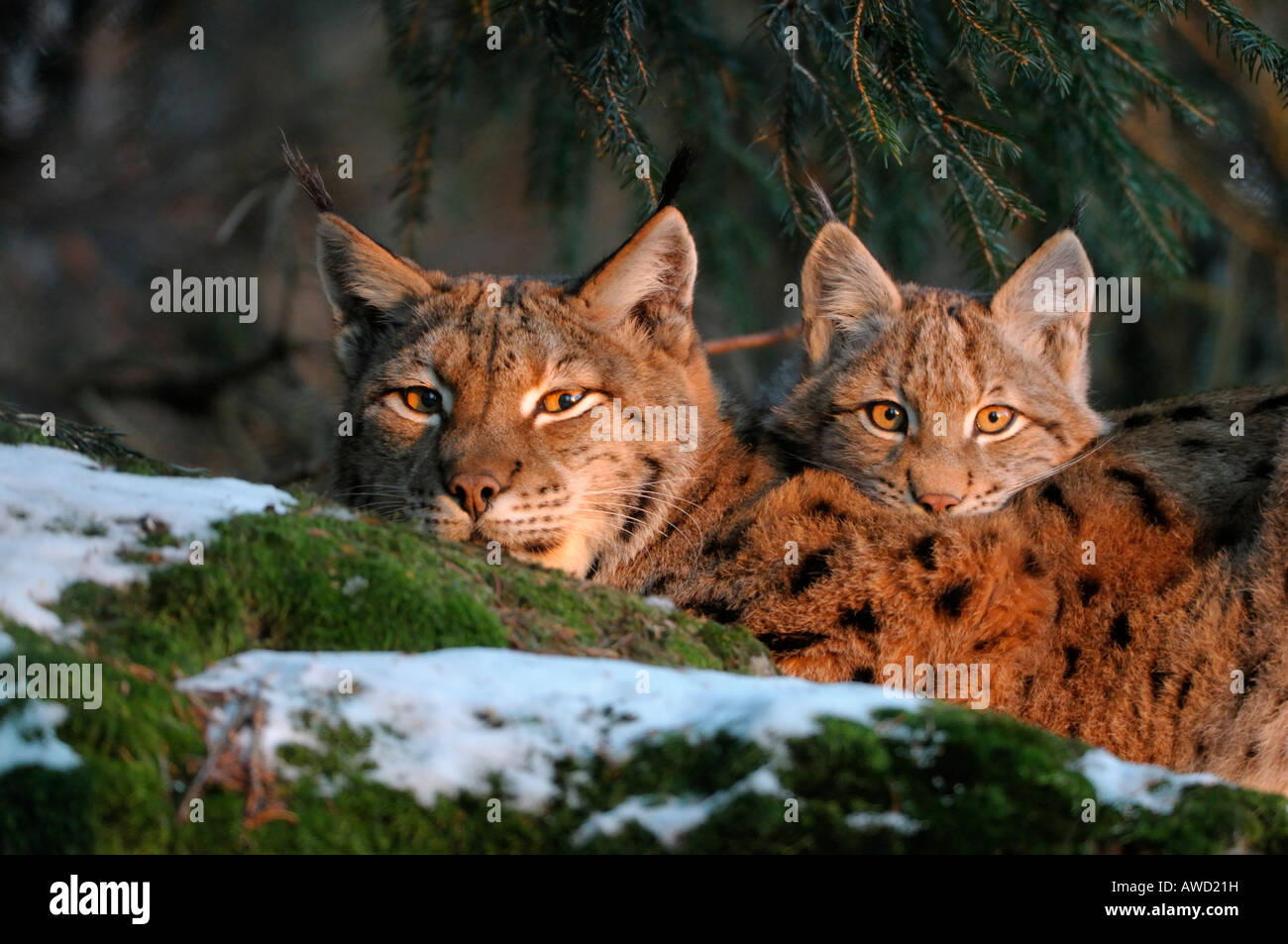 Eurasian Linx (Lynx lynx) femmina con cub nella luce della sera, Foresta Bavarese, in Baviera, Germania, Europa Foto Stock