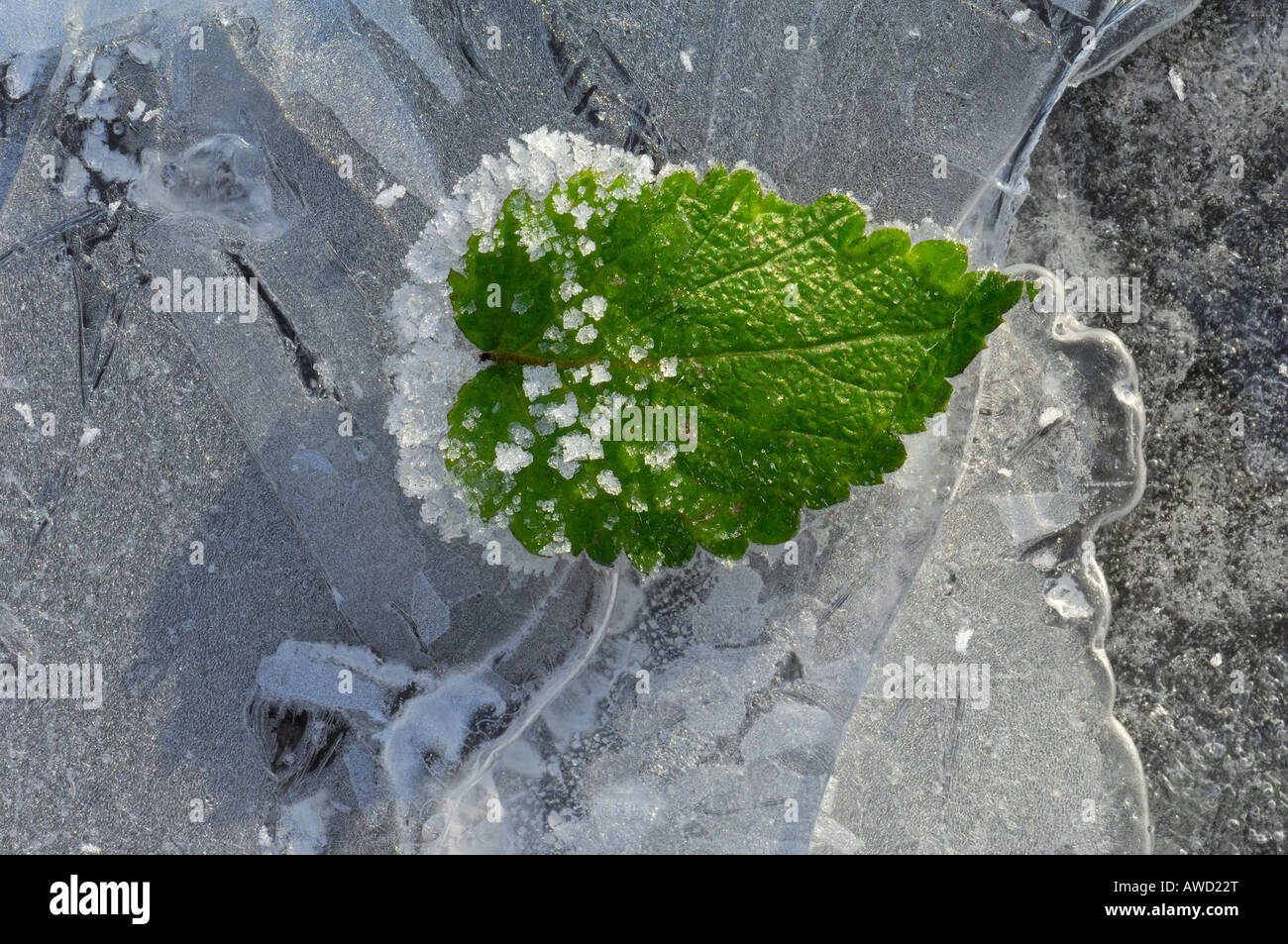 Blackberry congelati foglia con cristalli di ghiaccio, Schwaebische Alp, Baden-Wuerttemberg, Germania, Europa Foto Stock