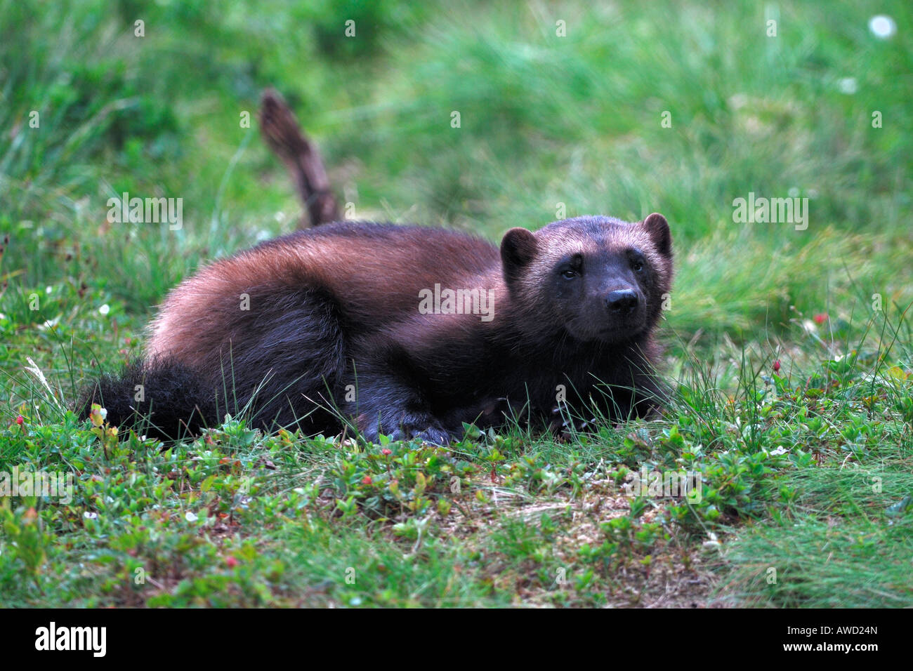Wolverine (Gulo gulo), ritratto, Norvegia settentrionale, Scandinavia, Europa Foto Stock