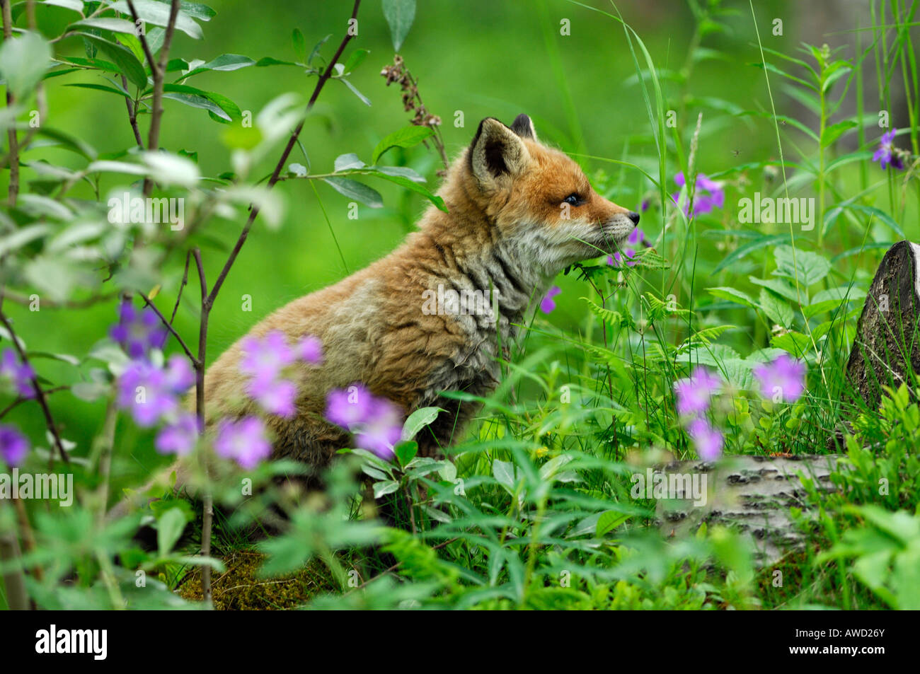Red Fox pup (Vulpes vulpes vulpes), Norvegia, Scandinavia, Europa Foto Stock