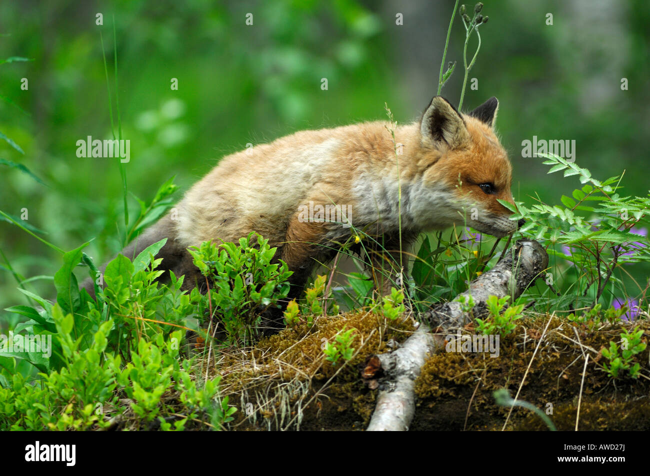Red Fox pup (Vulpes vulpes vulpes), Norvegia, Scandinavia, Europa Foto Stock