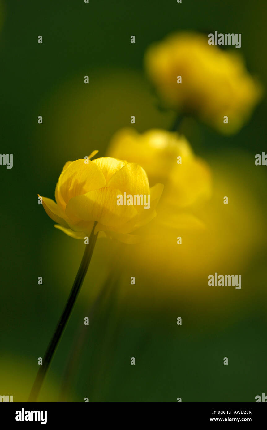 Globo-fiore (Trollius europaeus) blossoms, Norvegia settentrionale, Scandinavia, Europa Foto Stock