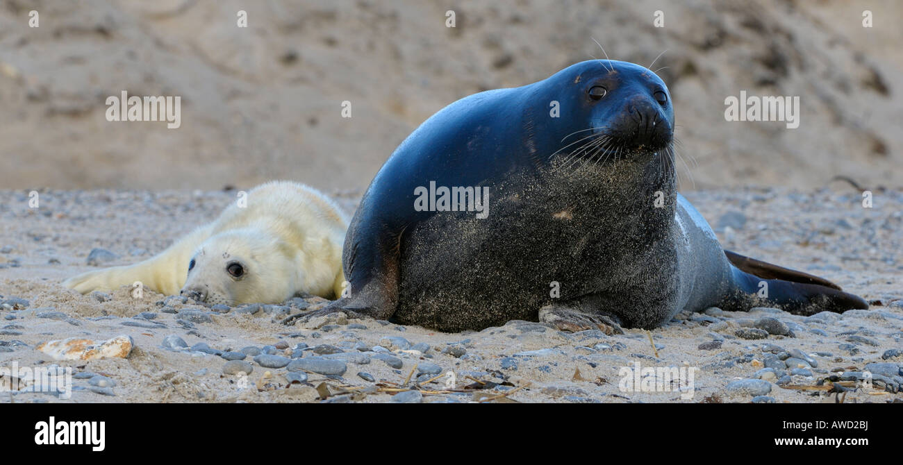 Guarnizione grigio (Halichoerus grypus), neonato pup e madre, Helgoland, Schleswig-Holstein, Germania, Europa Foto Stock