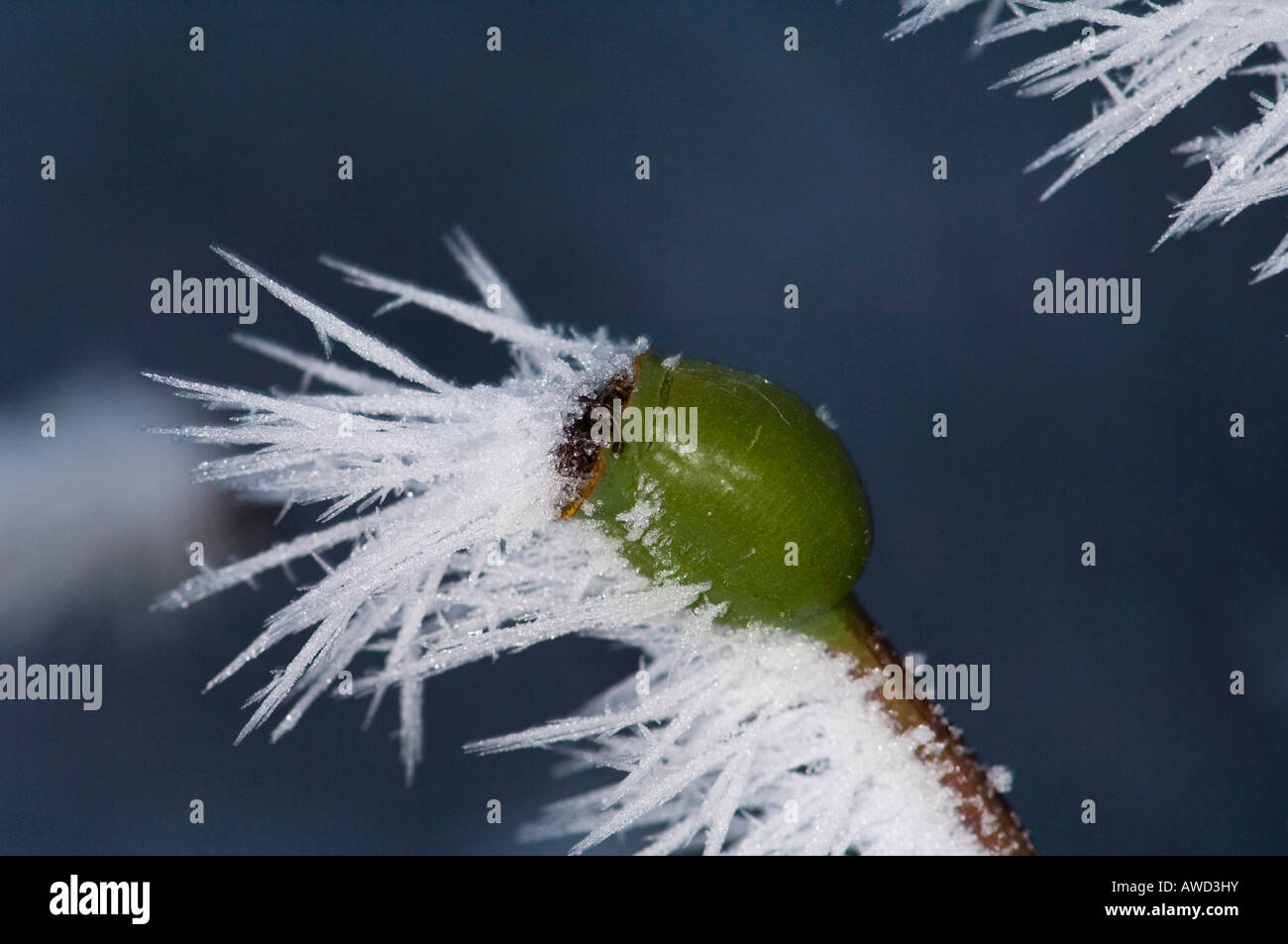 Frost-coperta rosa anca in inverno, cristalli di ghiaccio Foto Stock