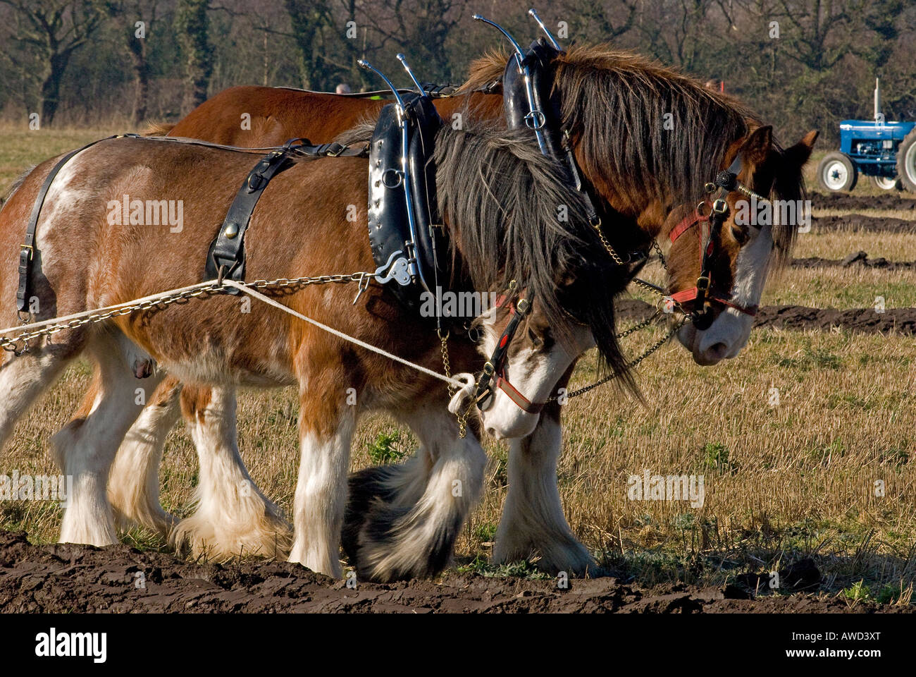 Shire horse tirando un aratro come un team Foto Stock