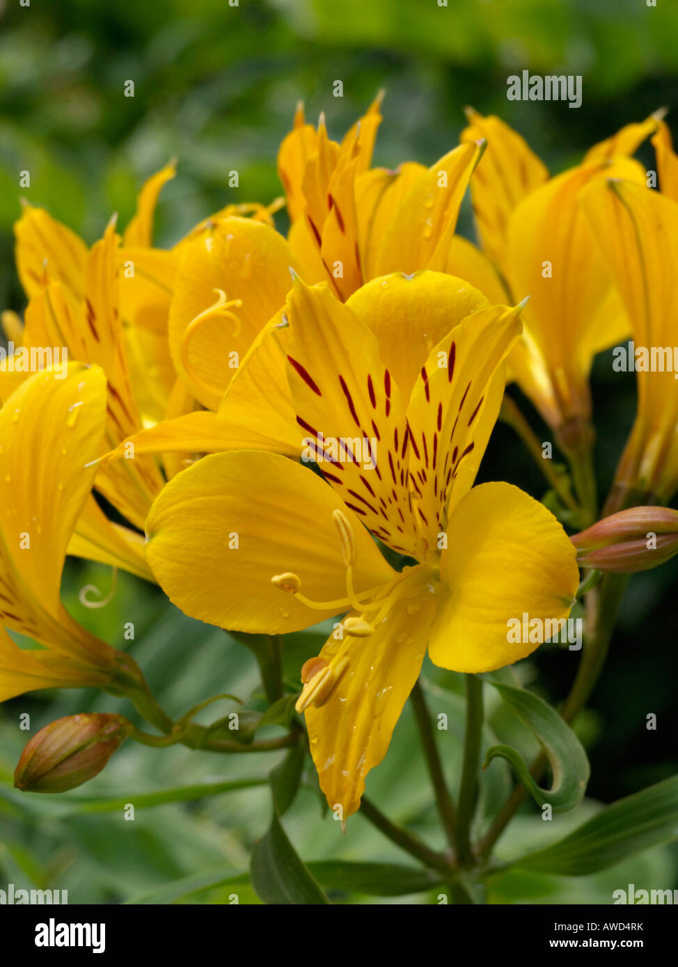 Giglio peruviano (alstroemeria aurea) Foto Stock