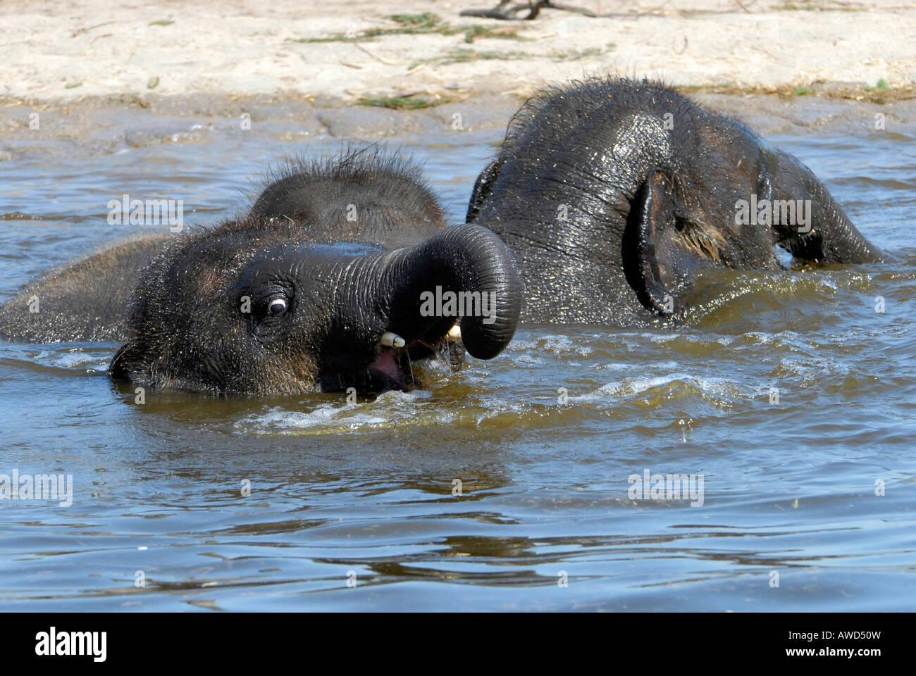 O asiatico Elefante asiatico (Elephas maximus) i vitelli in uno zoo in Germania, Europa Foto Stock