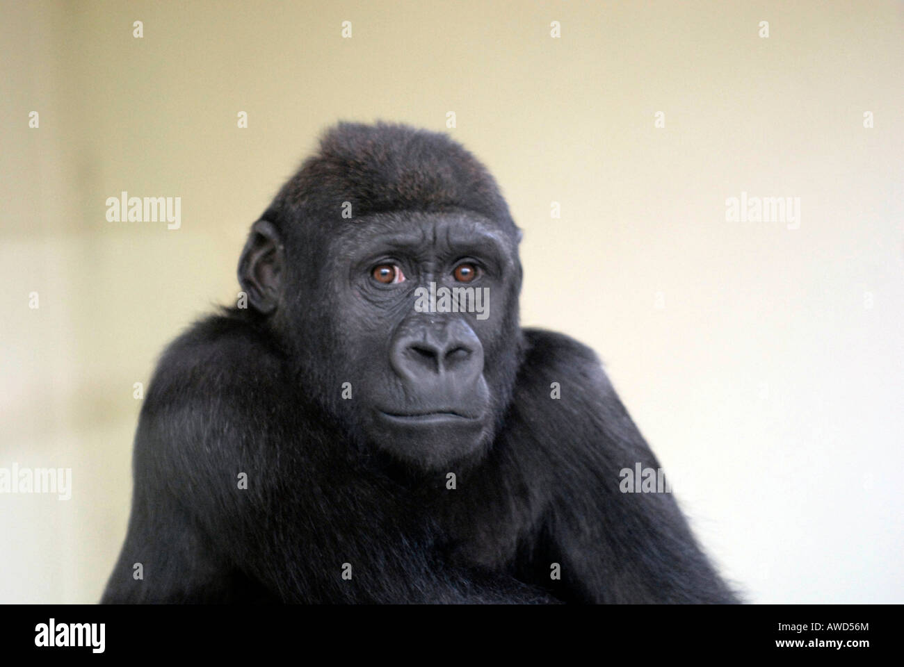 Giovani pianura orientale (Gorilla Gorilla beringei graueri) allo zoo in Germania, Europa Foto Stock